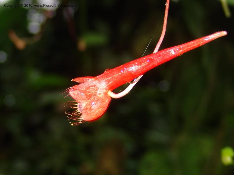 Tropaeolum emarginatum, Croat 96216--Ecuador. Centro Cientifico Rio Palenque. 22 Mar 06. 021 (3).jpg