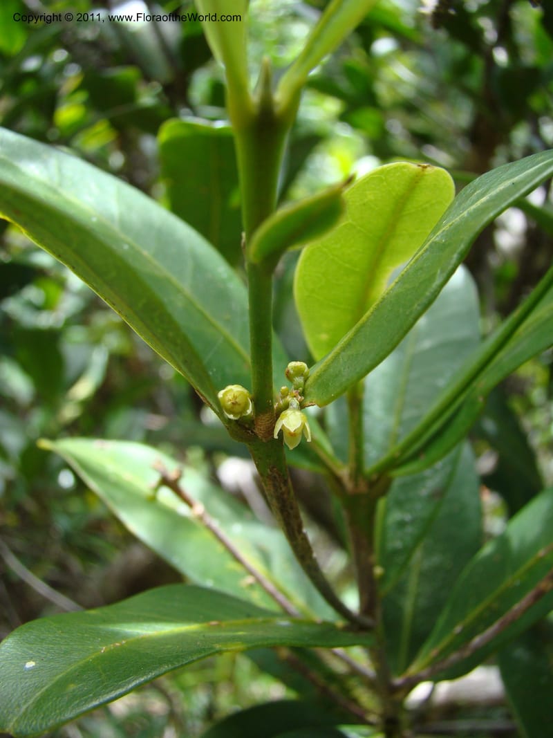 Medicosma,  Munzinger, J 4812--New Caledonia, Prov du Nord, Plateau de Poro, 16 Nov 2007, 011 (7).jpg