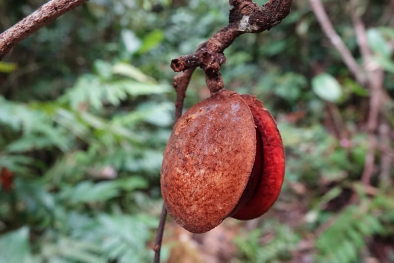 Staudtia gabonensis, C. Davidson 13939--Gabon. Maurel & Prom Oil Rd. 2 Nov. 2018. DSC01376 (256).JPG