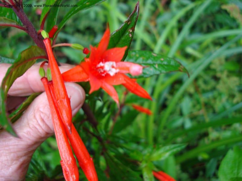 Fuchsia, D. Neill 16009--Ecuador.Prov.ZamoraC.ResTapichalaca-roadside 25 Sep 2007 035 (13).jpg
