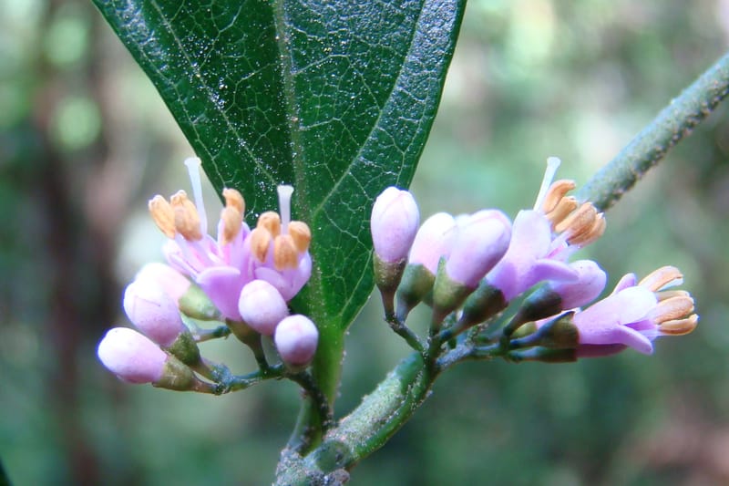 Callicarpa, Regalado 1734--Viet Nam. Thua Thien Hue Prov. Phu Loc Distr. Bach Ma. 13Apr 09. 131 (7).jpg