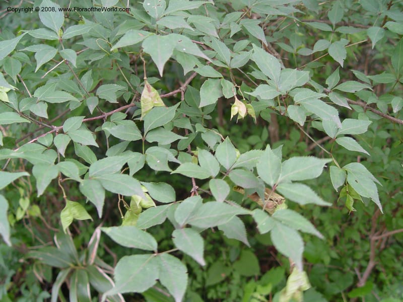Staphylea bumalda--Japan. Honshu. Shiga Pref. Ibukiyama. 18 Jul 03. 005.jpg