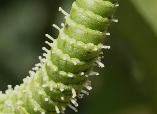Gnetum catasphaericum, D. Boufford 44101--China. Yunnan. Lao jun Shan. 30 Apr 2018. DSC00424 (575).JPG