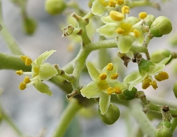 Schinus areira, Fortunato 13200--Argentina. Hwy 150 S of San Augustin. 9 Feb 2018. DSC09845 (58).JPG