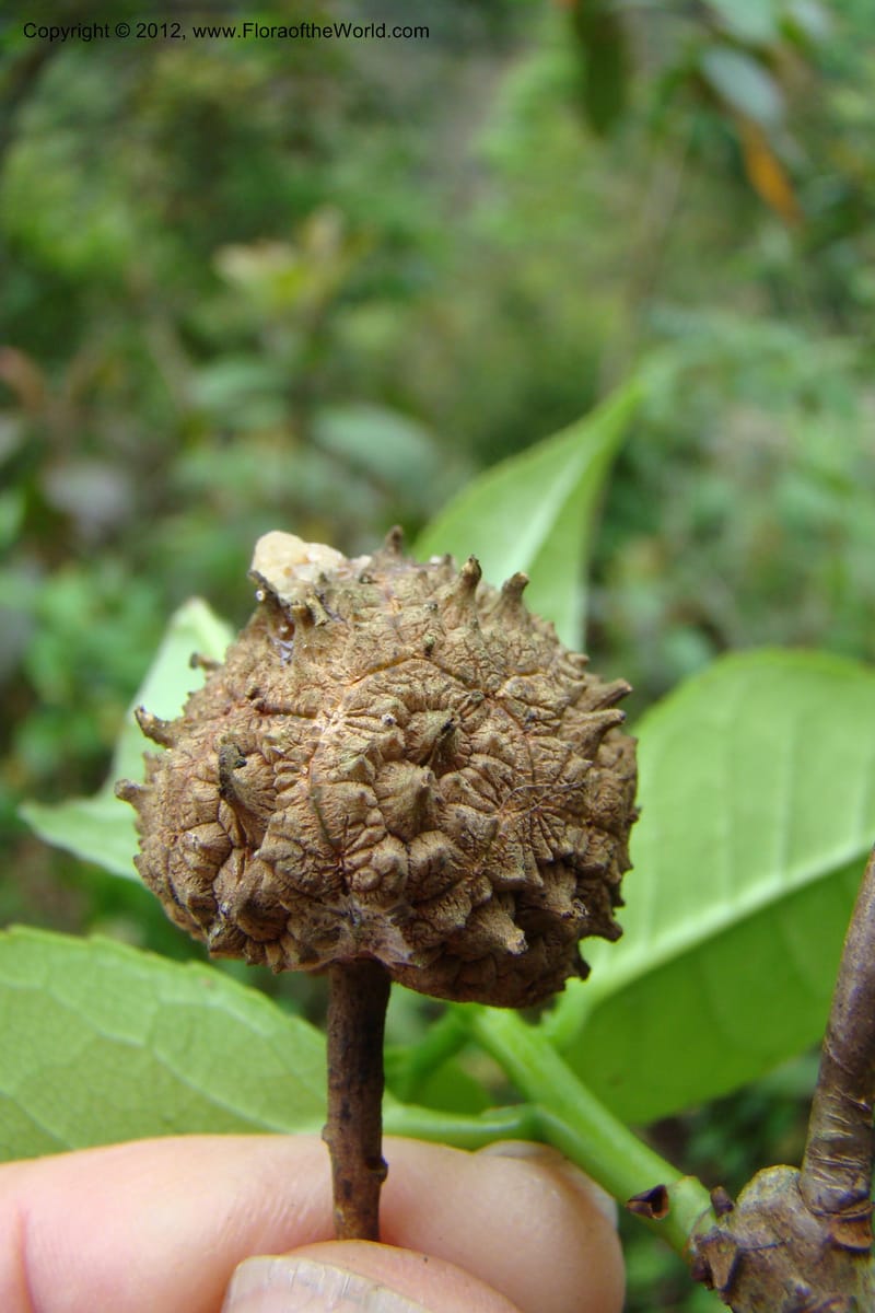 Altingia siamensis, Regalado 1662--Viet Nam. Hoang Lien Son. 7 Apr 09. 129 (20).jpg