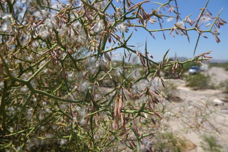 Bredemeyera colletioides, Fortunato 13068--Argentina. Hwy 60, rocky river channel. 3 Feb 2018. DSC08172 (38).JPG
