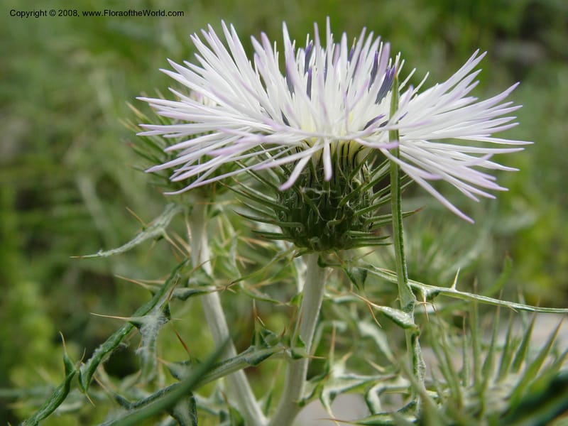 Galactites tomentosa--Spain. Prov. Barcelona. Parc del Garraf. 20 Apr 04. 036.jpg