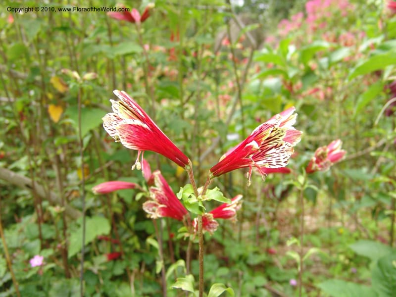 Alstroemeria psittacina, s.n.--CA. San Francisco Arboretum. 9 Aug 07. 544.jpg