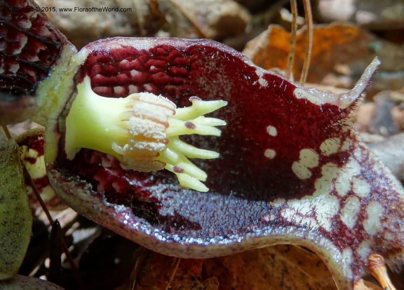 Asarum shuttleworthii, Davidson, C 12948--North Carolina. Trans. Co. W Cradle of For. 11 May 2015. DSC03837 (38).JPG