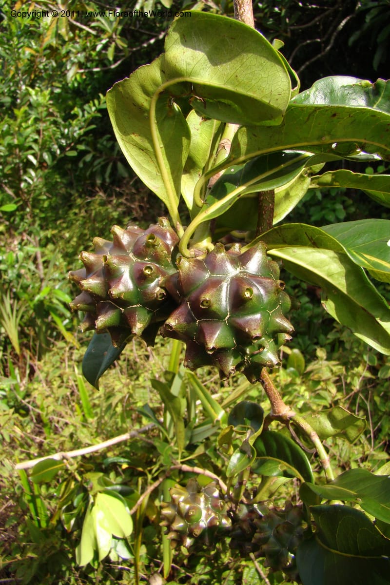 Morinda rigida, Razafindraibe 207--Madagascar. Prov. Fianarantsoa. RN 12. 14 Jan 09. 274 (1).jpg