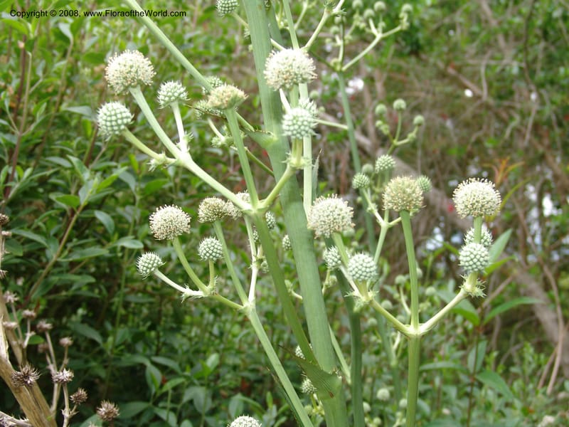 Eryngium eburneum, 65.0825--CA. UC Berkeley Bot. Garden.  30 Jun 06. 181.jpg
