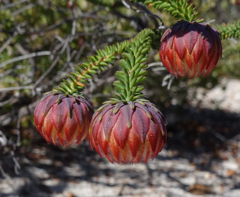 Darwinia polychroma, Davidson, C 13416--Australia. W.A. Past Coorow Rd. 23 Oct 2016. DSC04729 (28).JPG