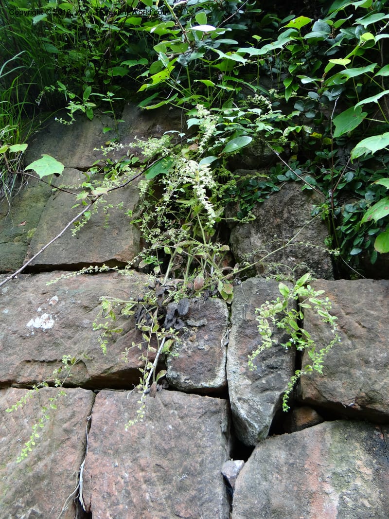 Bothriospermum secundum, Davidson, C 12018--China. Anhui Prov. Qiyun Shan. 7 Jun 2012. DSC01929 (128).JPG