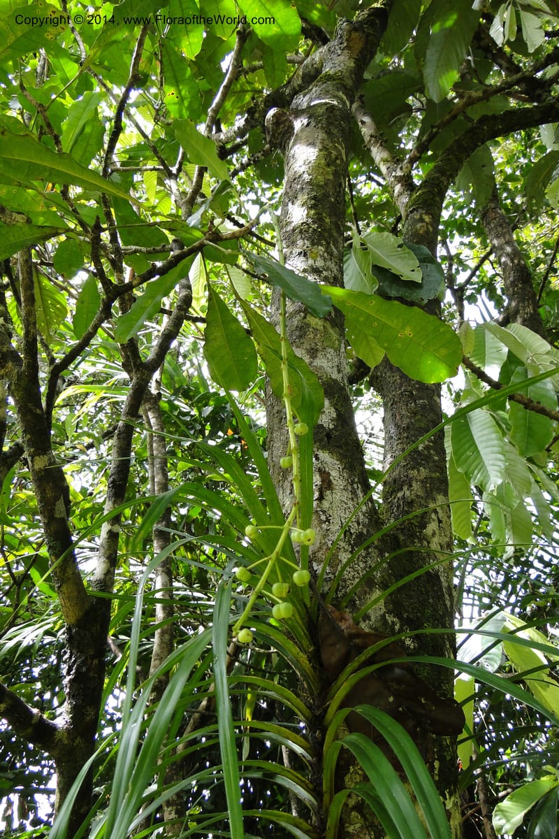 Codiaeum peltatum, J. Munzinger 6549--New Caledonia. Tchamba. Grotie Kou. 16 Feb 2011. 102 (5).jpg