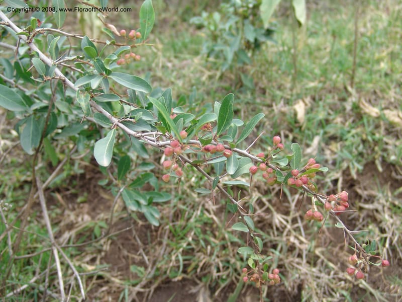 Maytenus heterophyla cf.--Ethiopia. Wendo Genet, near Wabe Shebelle Hotel. 14 Jul 04. 019.jpg