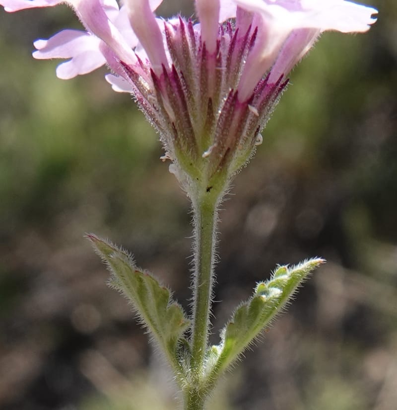 Glandularia gooddingii, C. Davidson 13980--AZ. Pima Co. Mt. Lemmon. Molino View Parking. 8 Apr 2019. DSC (182).JPG