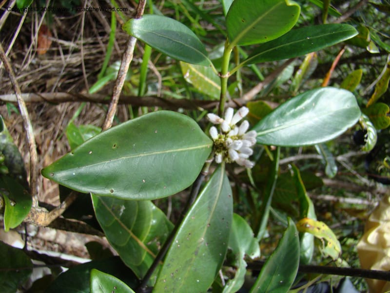 Psychotria, JMunzinger4807--N.Caled. Plateau de Poro. 16 Nov 07. 061.jpg