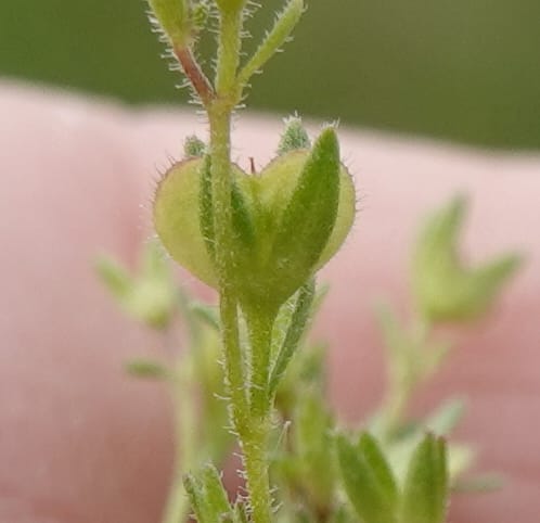 Veronica arvensis, C. Davidson 13751--Oregon. Wallowa Co. Zumwalt.Trail Cr. Rd. 4 Jun 2018. DSC04078 (75).JPG