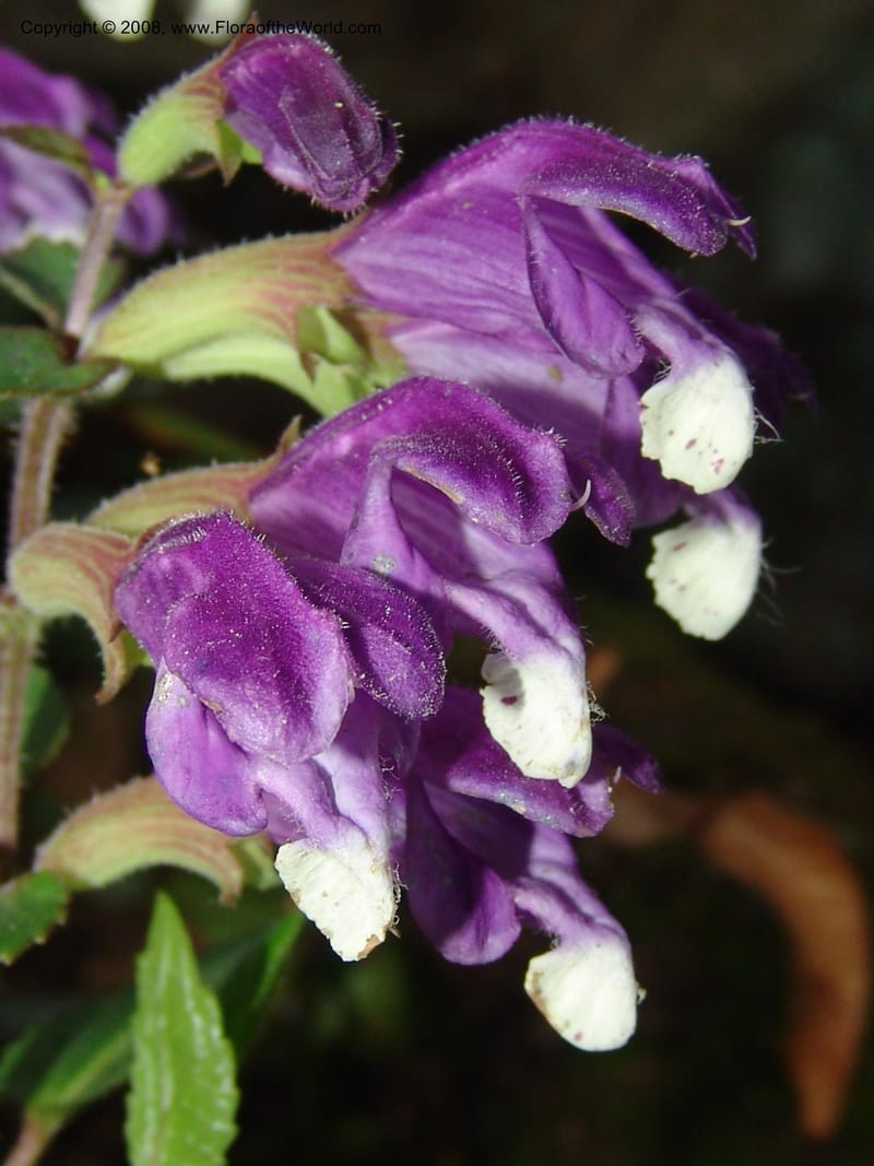 Scutellaria cochinchinensis--China. Jiang Xi. Lushan Botanical Garden. 21 Apr 07. 154.jpg