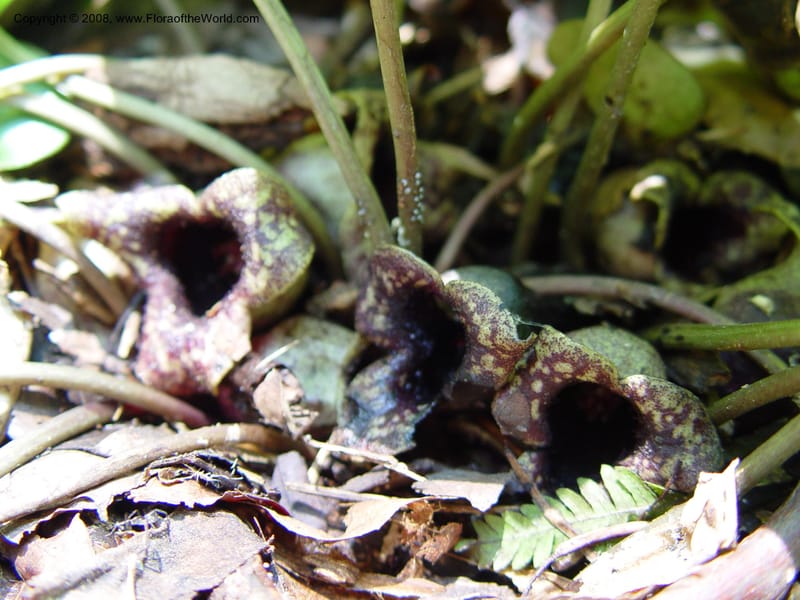 Asarum shuttleworthii--DE. Mt. Cuba Center. 24 Jun 03. 067.jpg