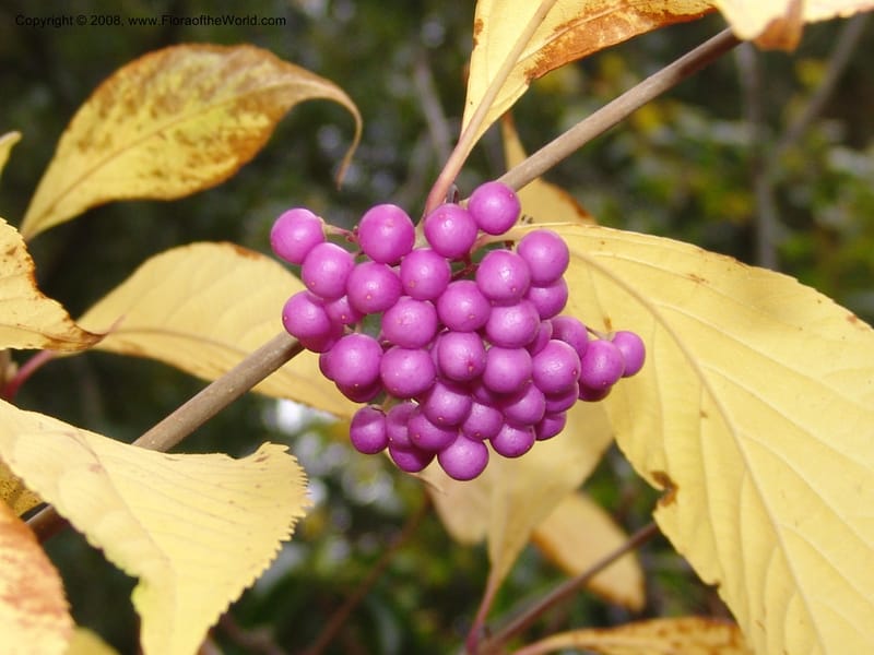 Callicarpa mollis, 86.0373--CA. UC Berkeley Bot. Garden. 8 Dec 06. 093.jpg