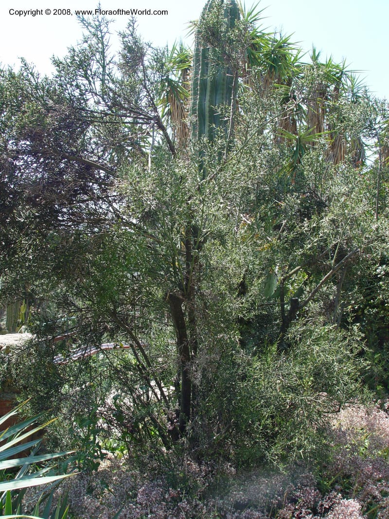 Colletia spinosa--Spain. Blanes. Marimutra Bot. Gard. 24 Apr 04. 043.jpg