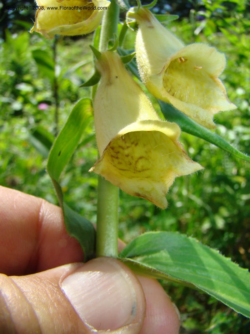Digitalis grandiflora, CDavidson11255--Slovenia. Gorenska Reg. Velika Planina. 6 Jul 08. 156.jpg