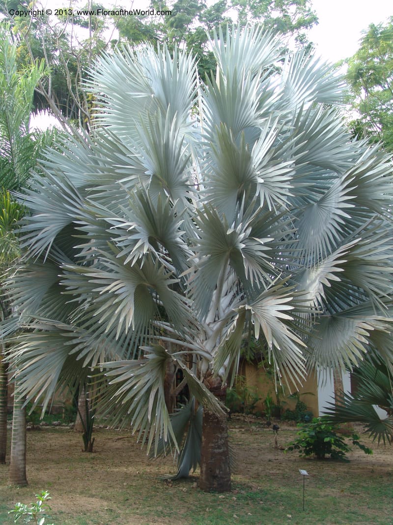 Bismarckia nobilis--Tanzania. Zanzibar. Protea Hotel+Mbweni Ruins. 17 Jul 04. 050.jpg
