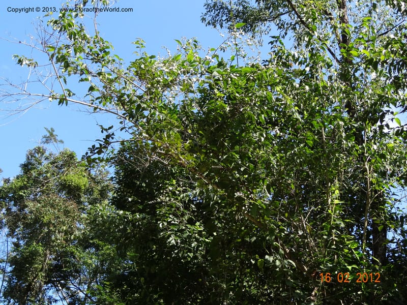 Vernonia sp. unk., Martinez-Melendez, M 421--Mexico, Chiapas, Palenque 16 Feb 2012  3009 (17).JPG