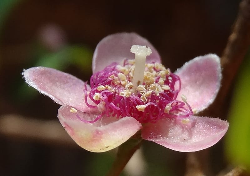 Archirhodomyrtus, Callmander, M 1272--New Caledonia. PinPin. 20 Nov 2015. DSC03938 (244).JPG
