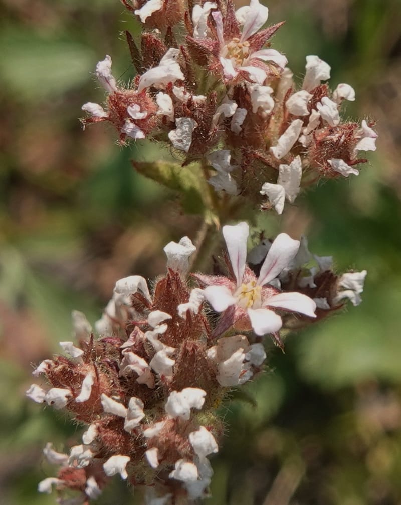 Horkelia fusca subsp. capitata, Davidson 14213--OR. Harney Co. Steens Mtn. July 2021. DSC09986 (684).JPG