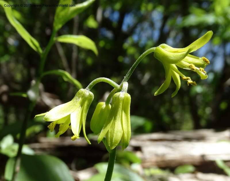 Clintonia borealis, Davidson, C 13070--North Carolina. Trans. Co. Devils Courthhouse. 21 May 2015. DSC07059 (14).JPG