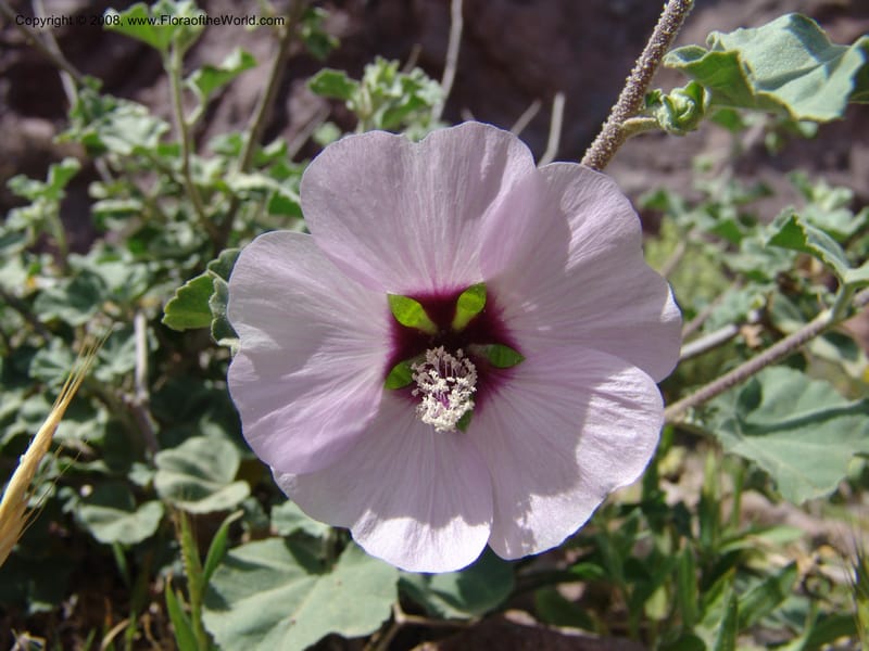 Lavatera maritima--Spain. Prov. Almeria. Cabo de Gata. Old lighthouse. 23 Apr 05. 055.jpg