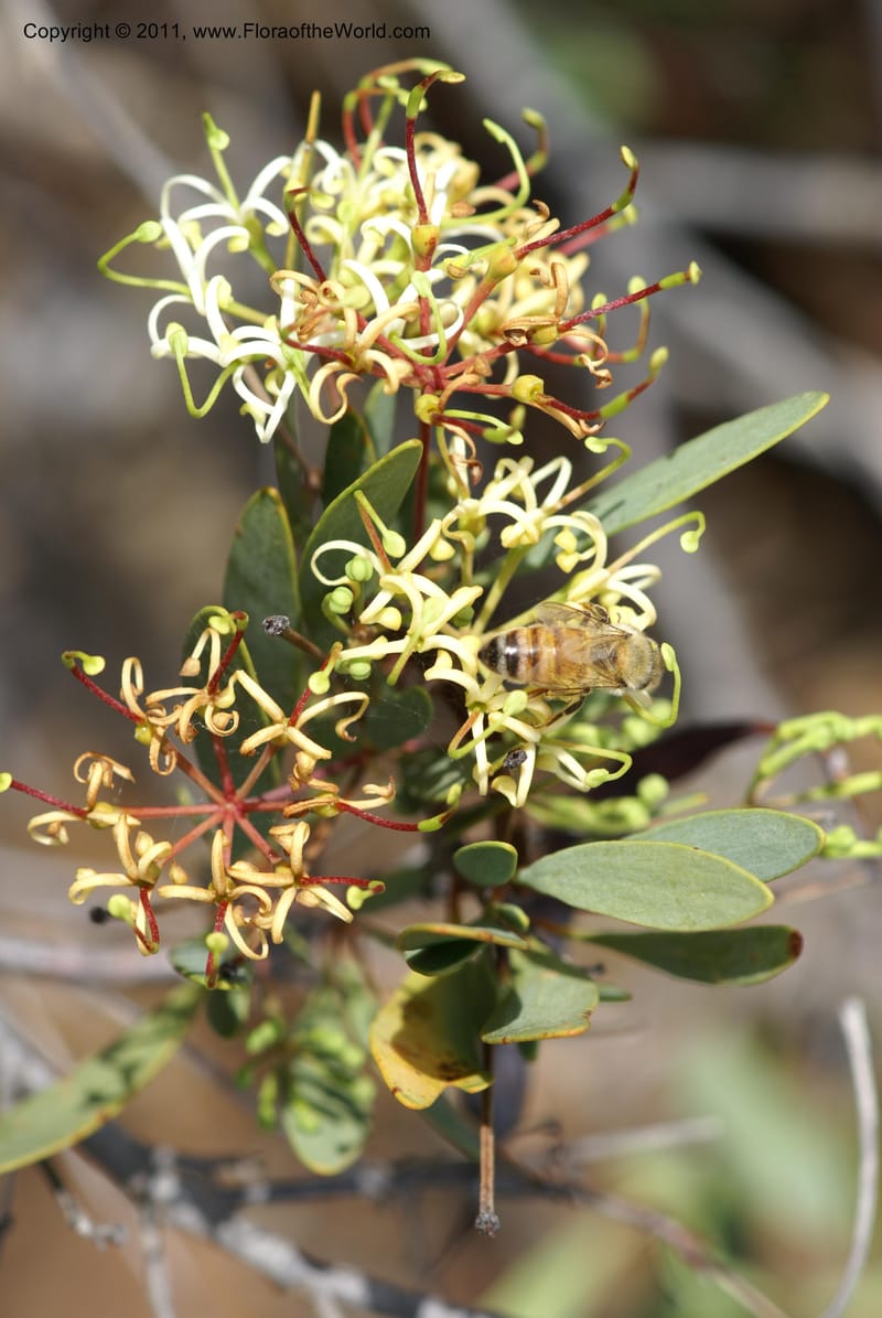 Stenocarpus, Munzinger, J 4738--New Caledonia,  Prov du Nord, Mine de Poum, 12 Nov 2007,  (8).JPG