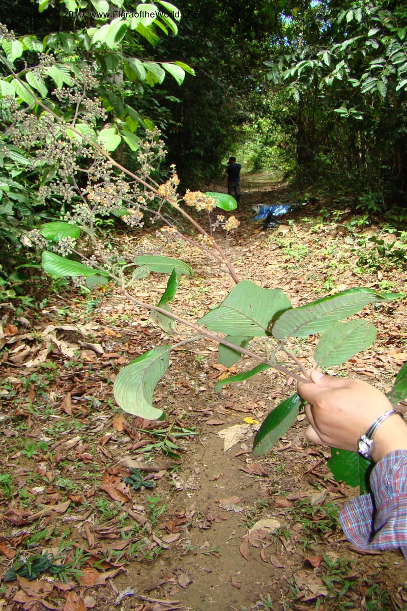 Tetracera, Vasquez 34802--Peru. Loreto. Dist. Nauta. Miraflores, Rio Tigre. 10 Nov 08. 546 (13).jpg
