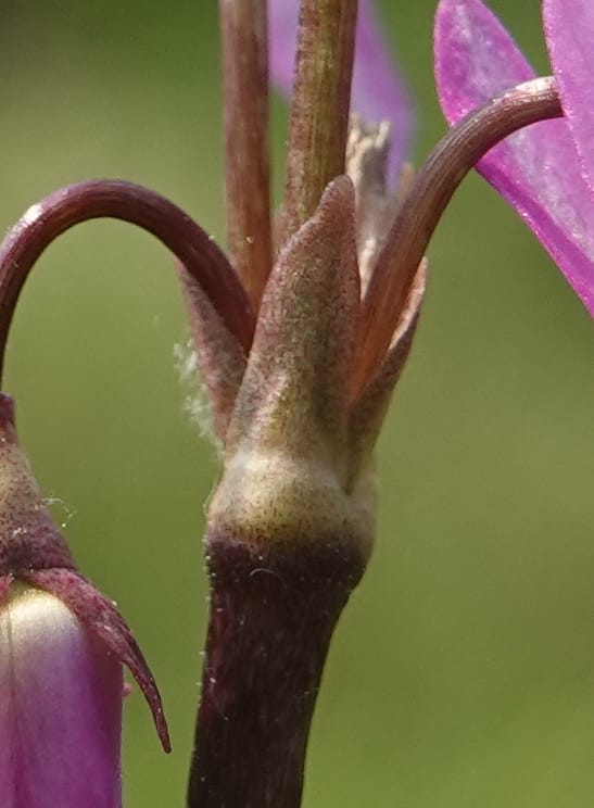 Dodecatheon alpinum, Davidson 14247--OR. Harney Co. Steens Mtn. July 2021. DSC09986 (1160).JPG