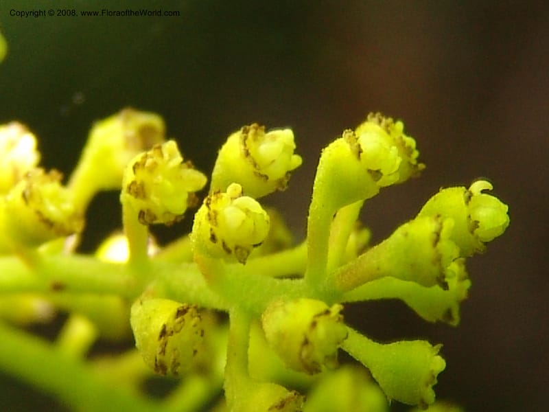Siparuna guianensis, AAraujoM3087--Bolivia. Pq. Nal. Madidi. Chalalan, Sendero sin nombre. 24 Sep 06.  310.jpg