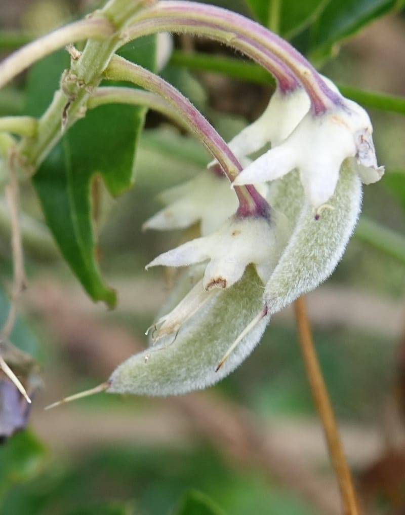 Callerya megasperma, Davidson, C 13335--Australia. Qld. Austinville Rd. 17 Oct 2016. DSC02741 (35).JPG