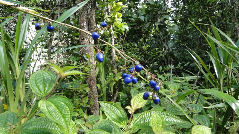 Dianella ensifolia, A. Ramahefaharivelo 168--Madagascar. Ambolotara. Ambodini, Vatovavy. 3 May 2010 177 (43).jpg