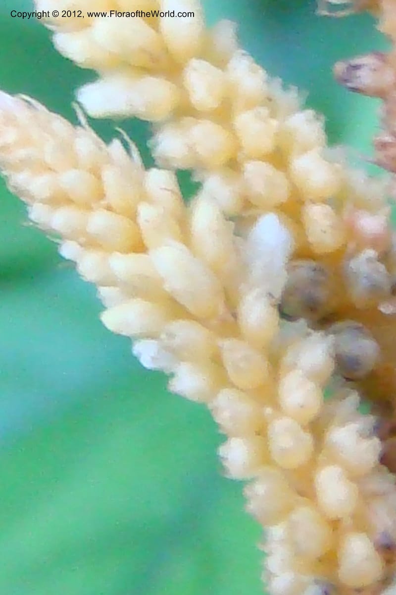 Epirixanthes, Regalado, 1690--Viet Nam. Quang Tri Prov. Dakrong Distr. DaKrong. 11 Apr 09. 197 (2).jpg