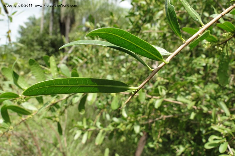 Schinus longifolia, W. D. Stevens 31284--Paraguay. Edo. Concepcion. Garay Cue. 21 Mar 2011. 174 (13).jpg