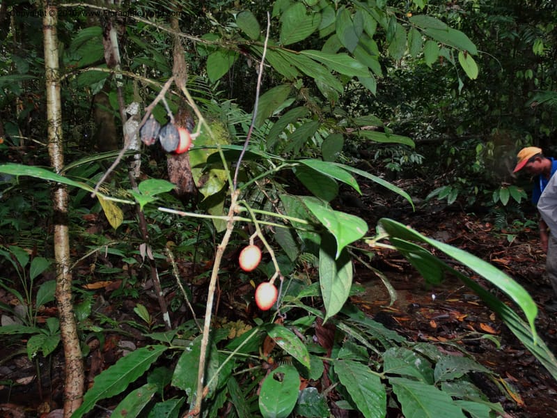 Meliosma, Davidson, C 12932--Sabah. Kinabalu Nat. Park. Nalumad Substesen. 29 Mar 2015. DSC01294 (116).JPG