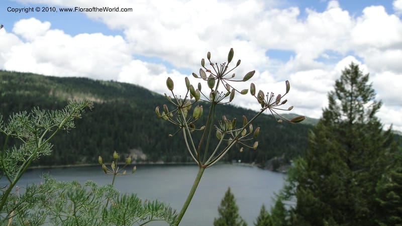 Lomatium grayi, B. Ertter 19967--Idaho. Valley County. 1 July 2010. 029 (2).jpg