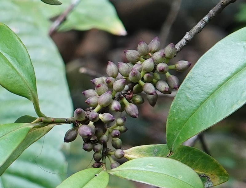 Rapanea faberi, D. Boufford 44108--China. Yunnan. Lao jun Shan. 30 Apr 2018. DSC00424 (302).JPG