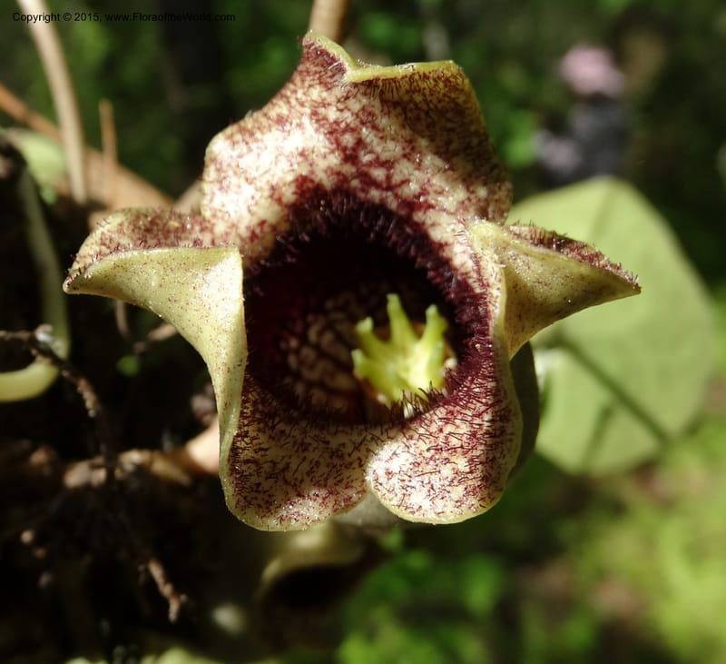 Asarum shuttleworthii, Davidson, C 12948--North Carolina. Trans. Co. W Cradle of For. 11 May 2015. DSC03837 (17).JPG