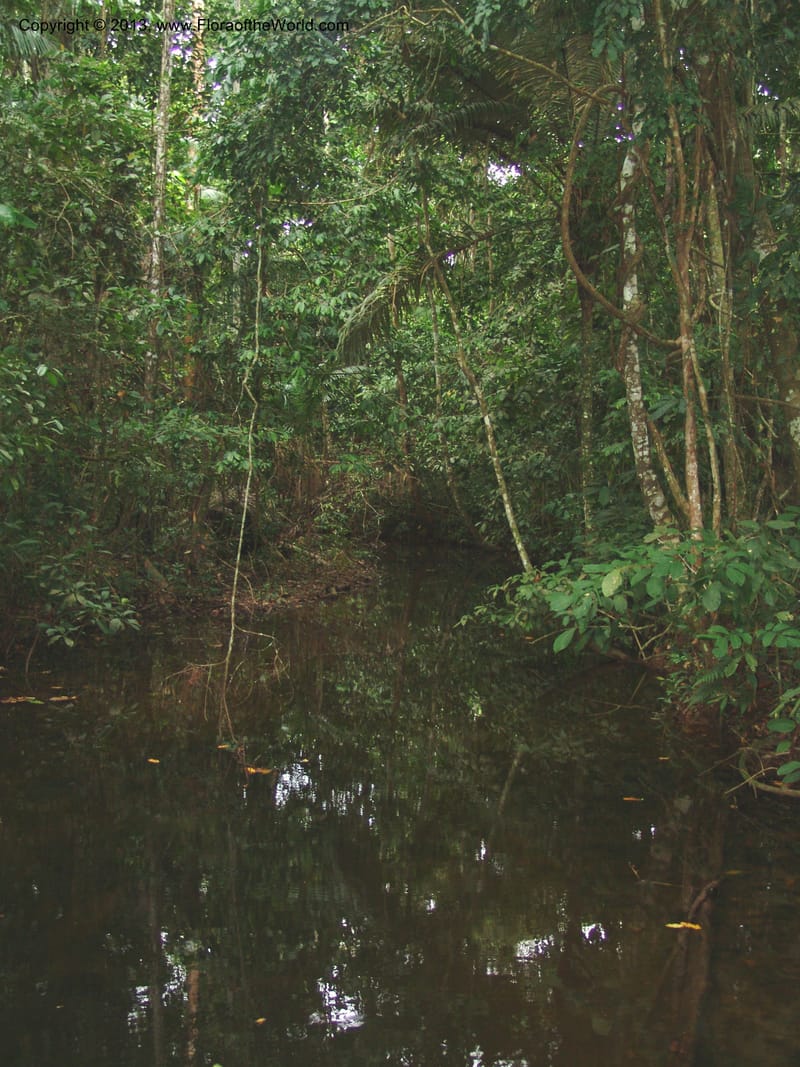 Bolivia. Sendero Paraba. Pq. Nac. Madidi. Chalalan, near Rio Tuichi.  27 Nov 04. 022.jpg