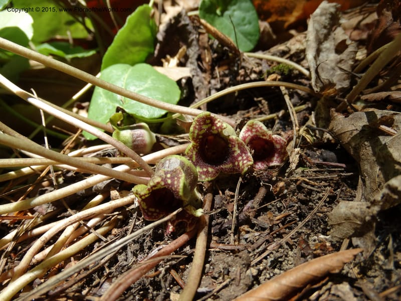 Asarum minus, Davidson, C 13010--Tennessee. Greene Co. Paint Rock, Paint Cr. 15 May 2016 (21).JPG