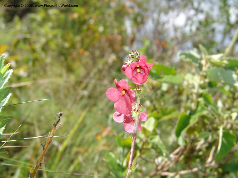Diascia rigescens--So.Africa. E. Cape. Waringham Farm, Quanti Area, Stut. 8 Mch 05. 178.jpg
