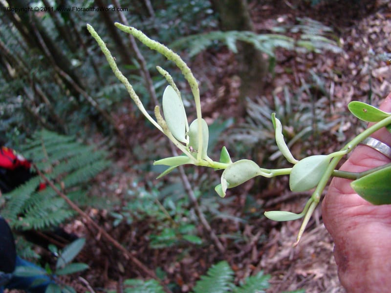 Peperomia, Munzinger, J 4870--New Caledonia, Dogny, 19 Nov 2007, 59 (2).jpg