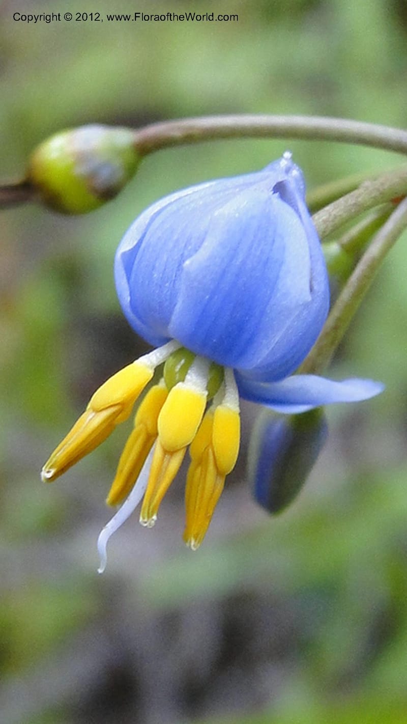 Dianella ensifolia, A. Ramahefaharivelo 168--Madagascar. Ambolotara. Ambodini, Vatovavy. 3 May 2010 177 (56).jpg
